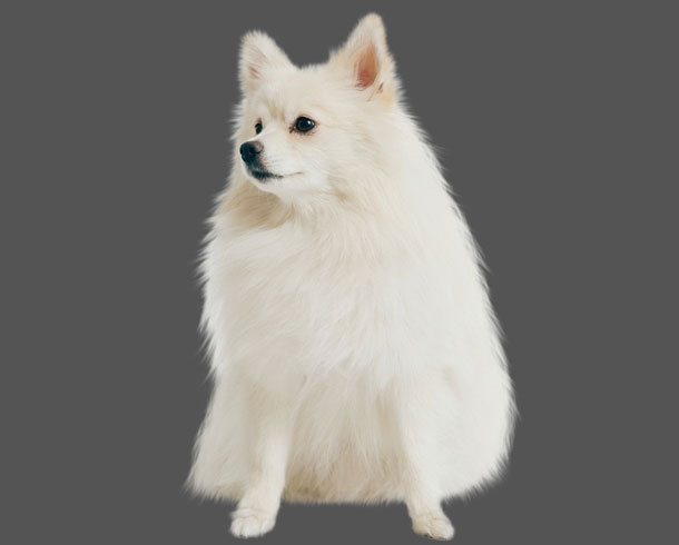 After editing — Fur & Animal Masking (Background Removal & Masking)