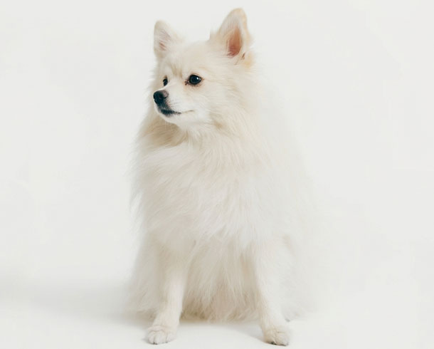 Before editing — Fur & Animal Masking (Background Removal & Masking)